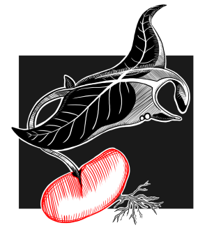 A manta ray sprouting out of a red bean.